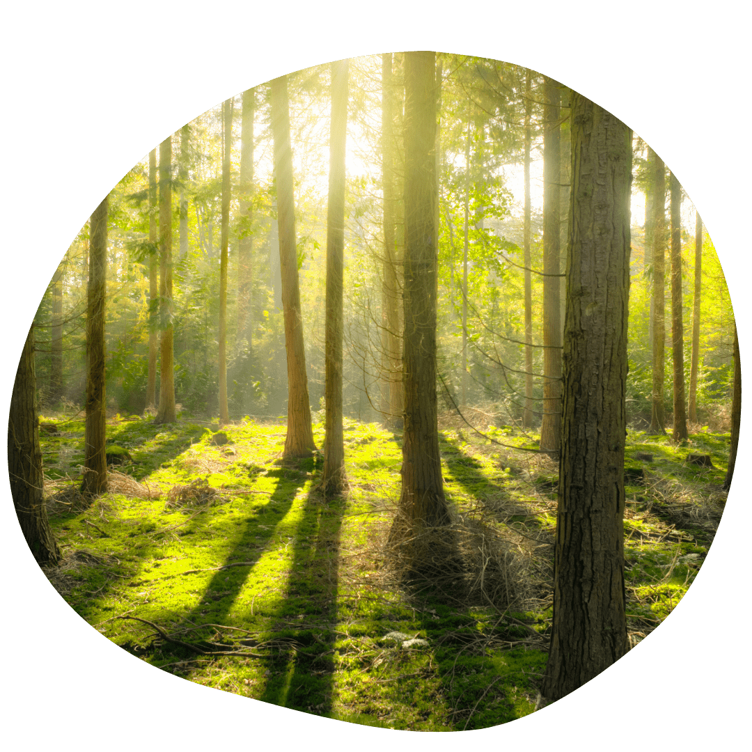 Estudiamos la mejor manera de gestionar tu bosque de la manera más sostenible.