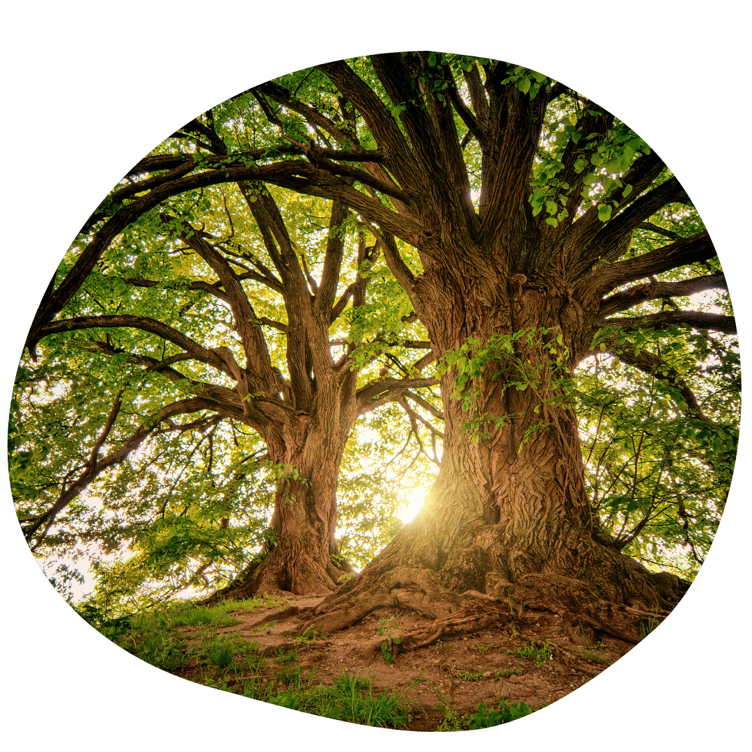 Realizamos el mantenimiento del arbolado y detectamos patologías del árbol